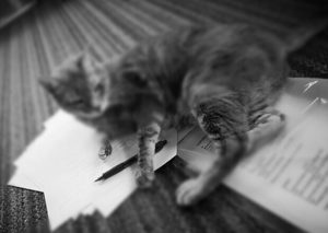 Read more about the article The Cat Who Tried To Write A Book ~ a short poem by Katrina Curtiss 4/18/2020