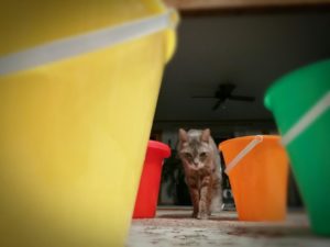 Read more about the article My Cat Makes A Bucket List ~ a short poem by Katrina Curtiss 4/26/2020