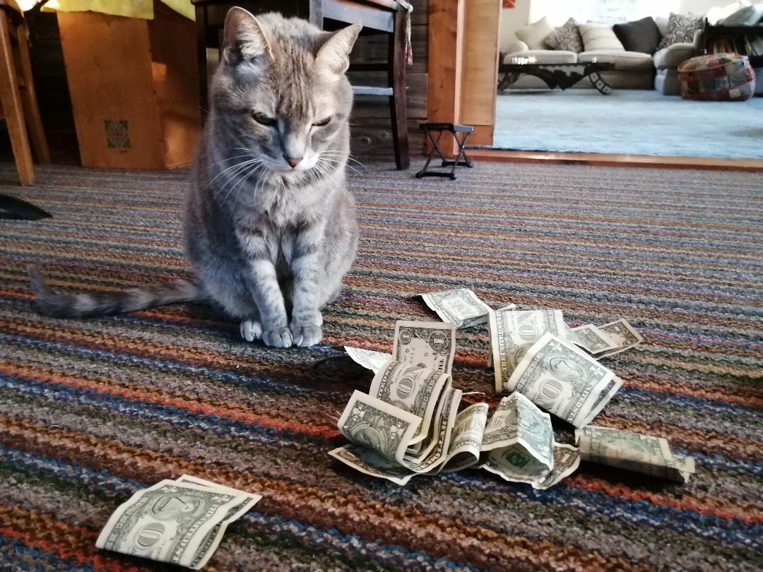 Read more about the article My Cat Gets A Stimulus Check ~ a short poem by Katrina Curtiss 4/15/2020