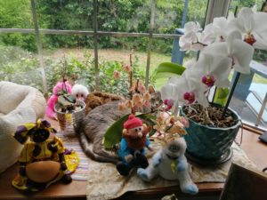 Read more about the article My Cat Plays “Where’s Waldo” ~ a short poem by Katrina Curtiss 5/27/2020