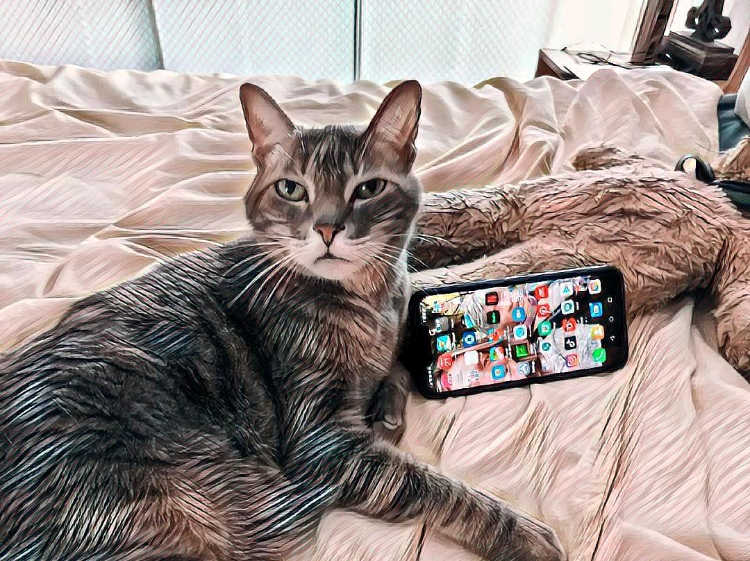 You are currently viewing My Cat Wants A Phone Of Her Own ~ a short poem by Katrina Curtiss 5/22/2020