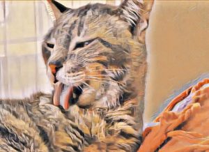 Read more about the article My Cat’s Face Froze Like That ~ a short poem by Katrina Curtiss 5/21/2020