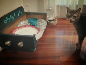 Read more about the article My Cat Has A Dinner Drawer ~ a short poem by Katrina Curtiss 5/18/2020