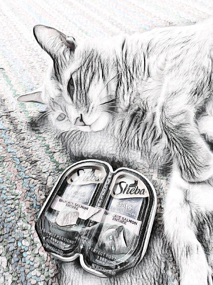 Read more about the article My Cat Protests for Pâté ~ a short poem by Katrina Curtiss 6/4/2020