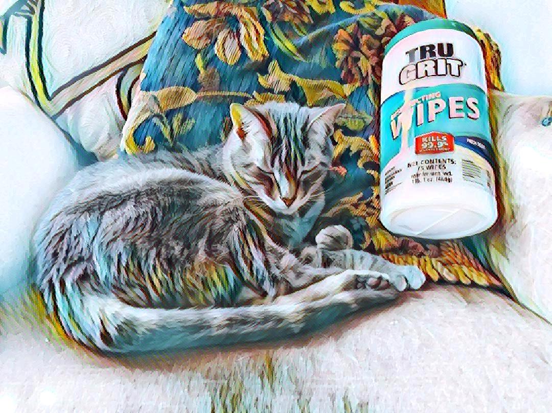 Read more about the article My Cat And Her Disinfecting Wipes ~ a short poem by Katrina Curtiss 6/16/2020