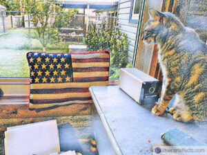 Read more about the article My Cat And The 4th Of July ~ a short poem by Katrina Curtiss 7/3/2020
