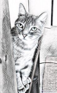 Read more about the article My Cat And Her Name ~ a short poem by Katrina Curtiss 7/17/2020