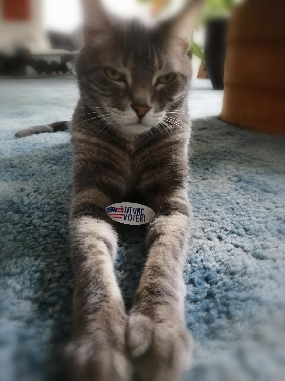 You are currently viewing My Cat Wants To Vote ~ by Katrina Curtiss 10/21/2020