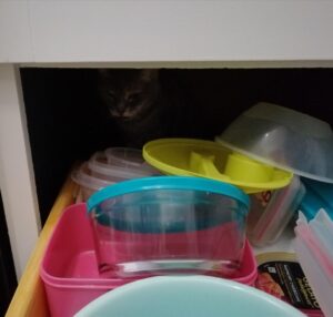 Read more about the article My Cat And The Tupperware Drawer ~ Katrina Curtiss 10/27/2020