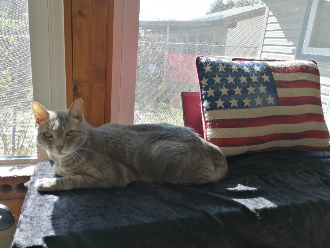 Read more about the article My Cat Celebrates Veterans Day ~ Katrina Curtiss 11/11/2020